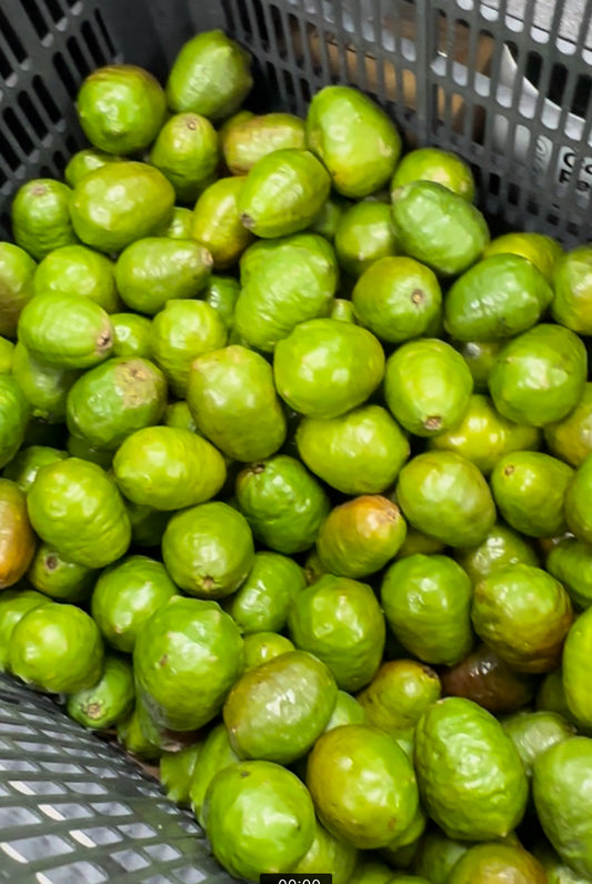 JOCOTES 1 LB