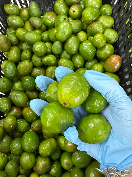 JOCOTES 2 LB